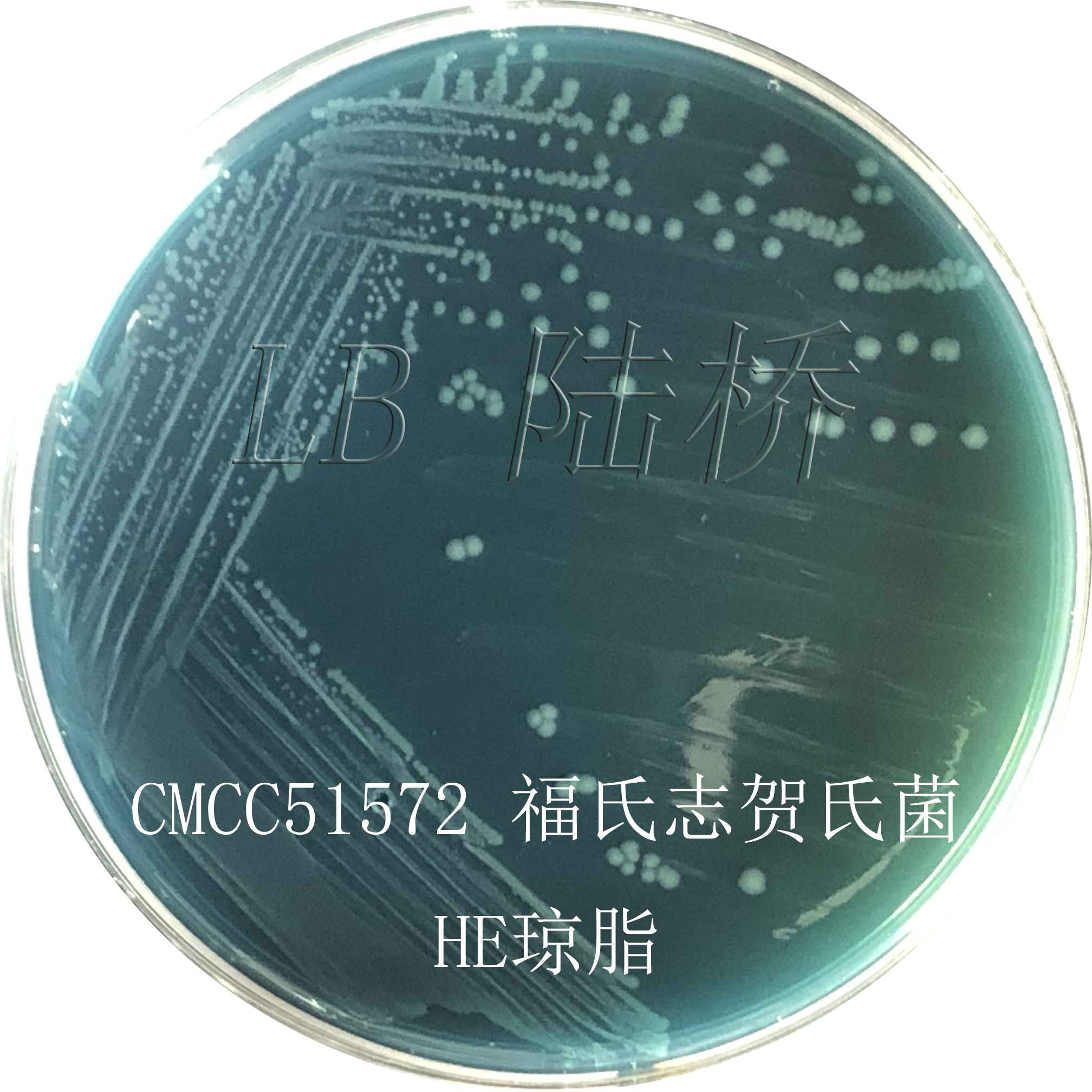 沙門氏菌檢驗(yàn)流程詳解（三）