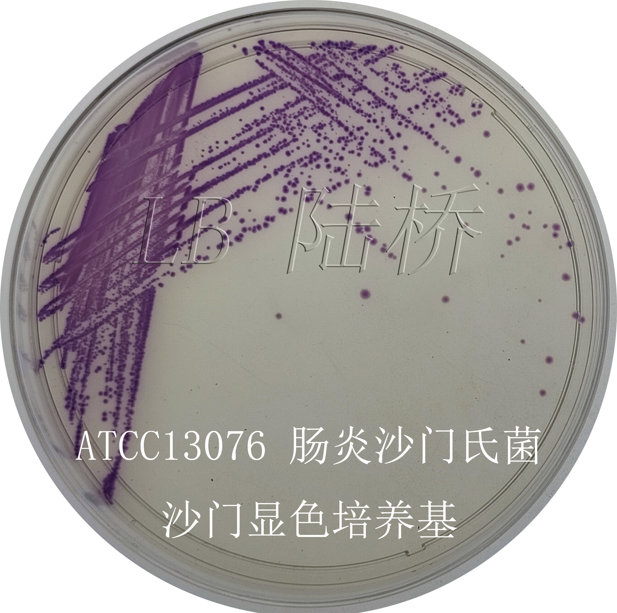 沙門氏菌檢驗(yàn)流程詳解（三）