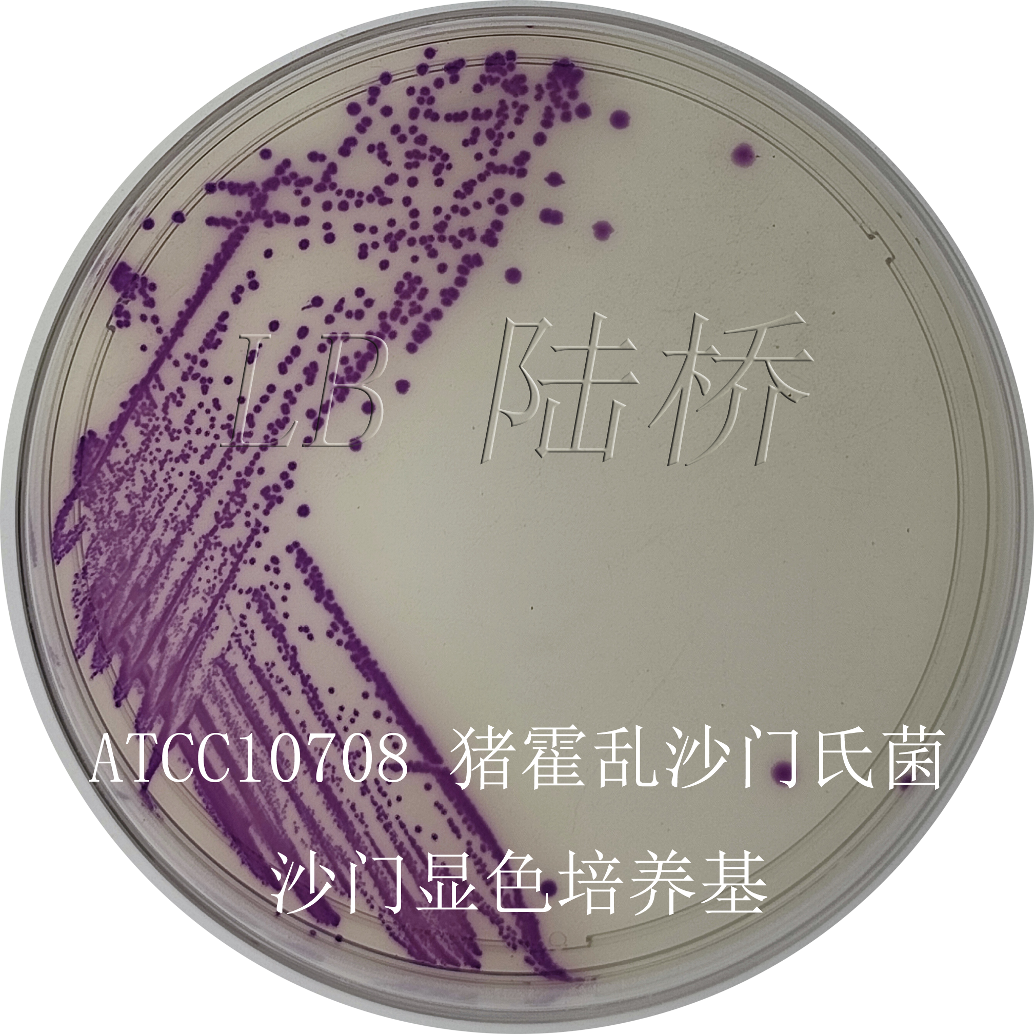 沙門氏菌檢驗(yàn)流程詳解（三）