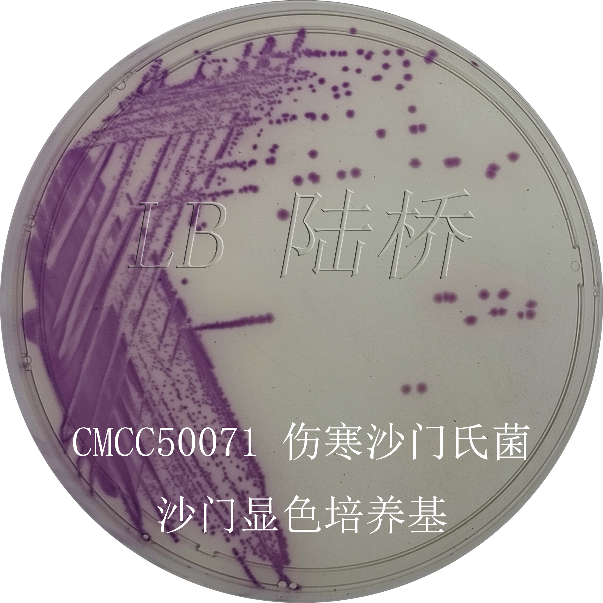 沙門氏菌檢驗(yàn)流程詳解（三）