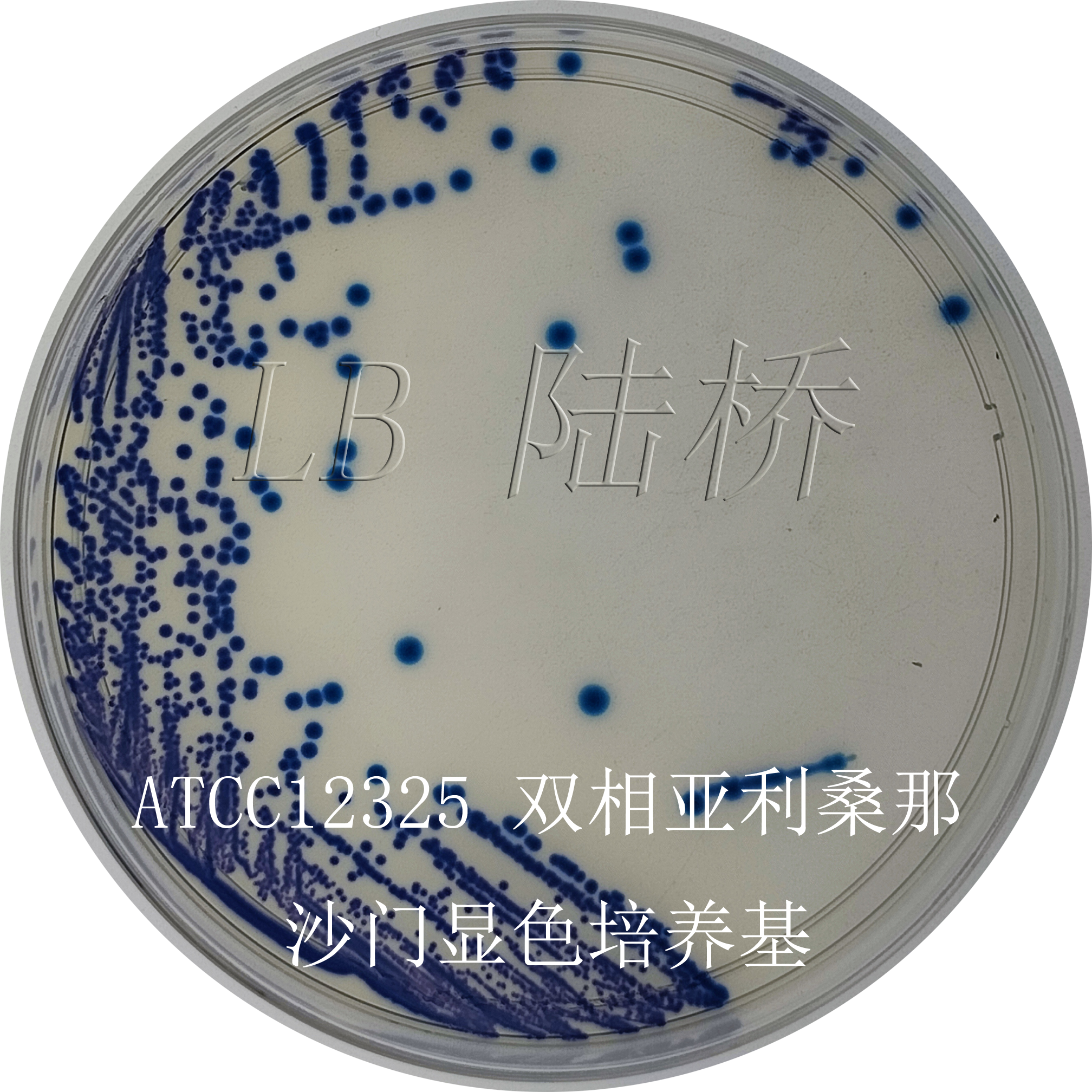 沙門氏菌檢驗(yàn)流程詳解（三）