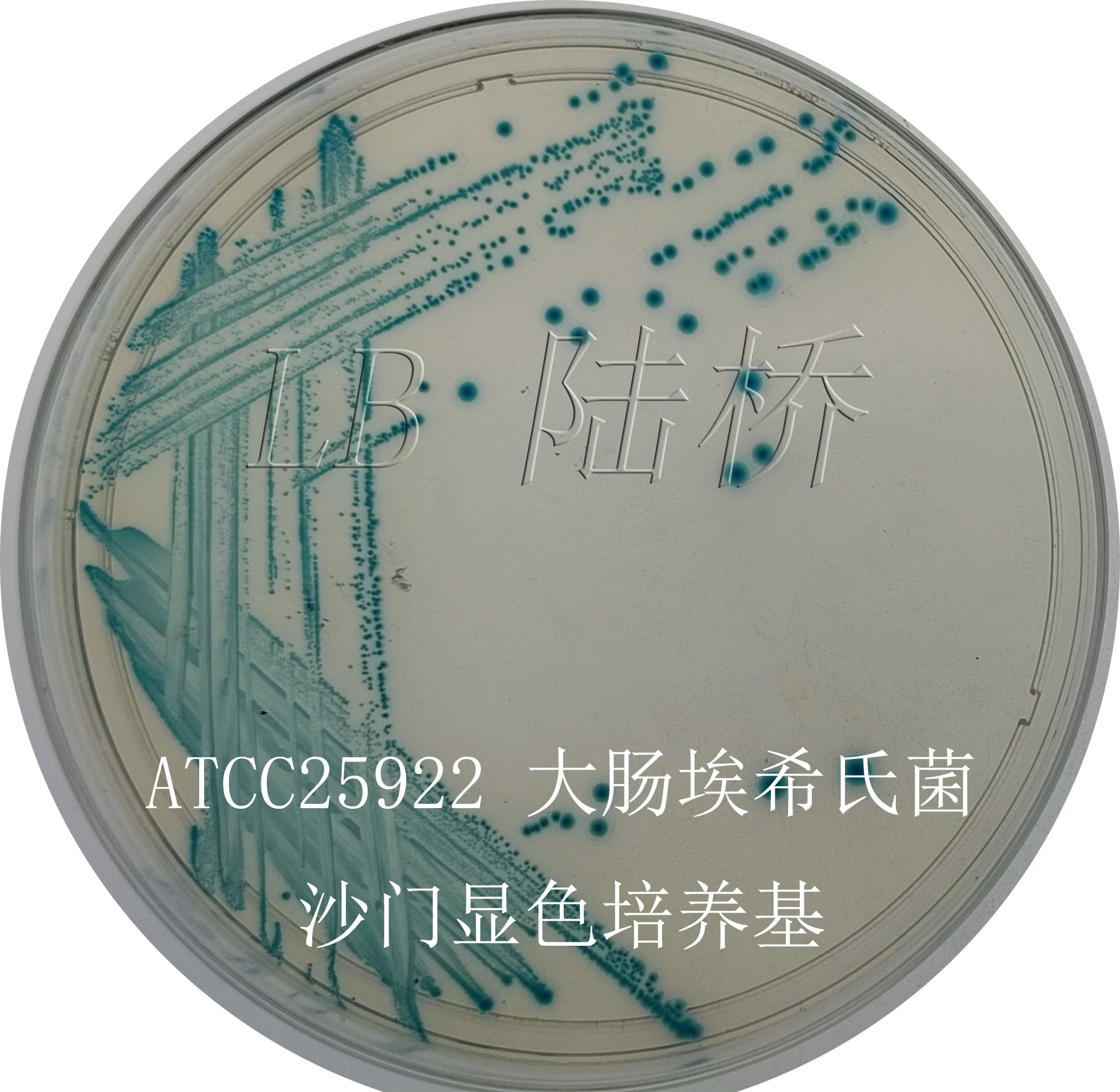 沙門氏菌檢驗(yàn)流程詳解（三）