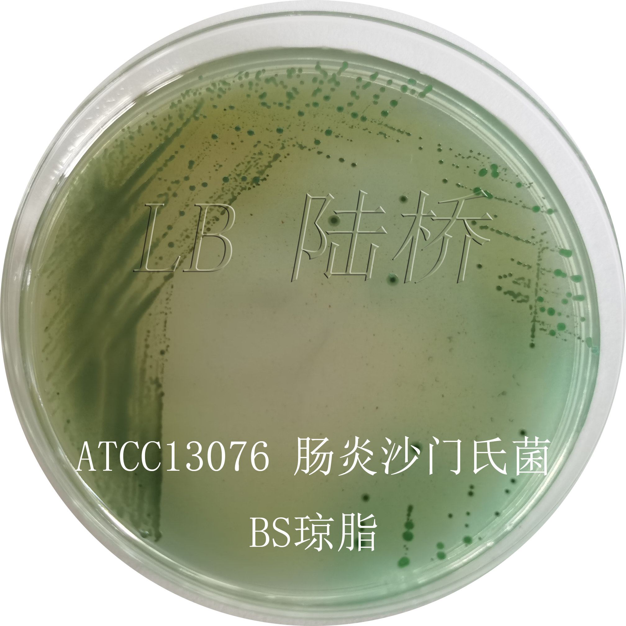 沙門氏菌檢驗流程詳解（二）