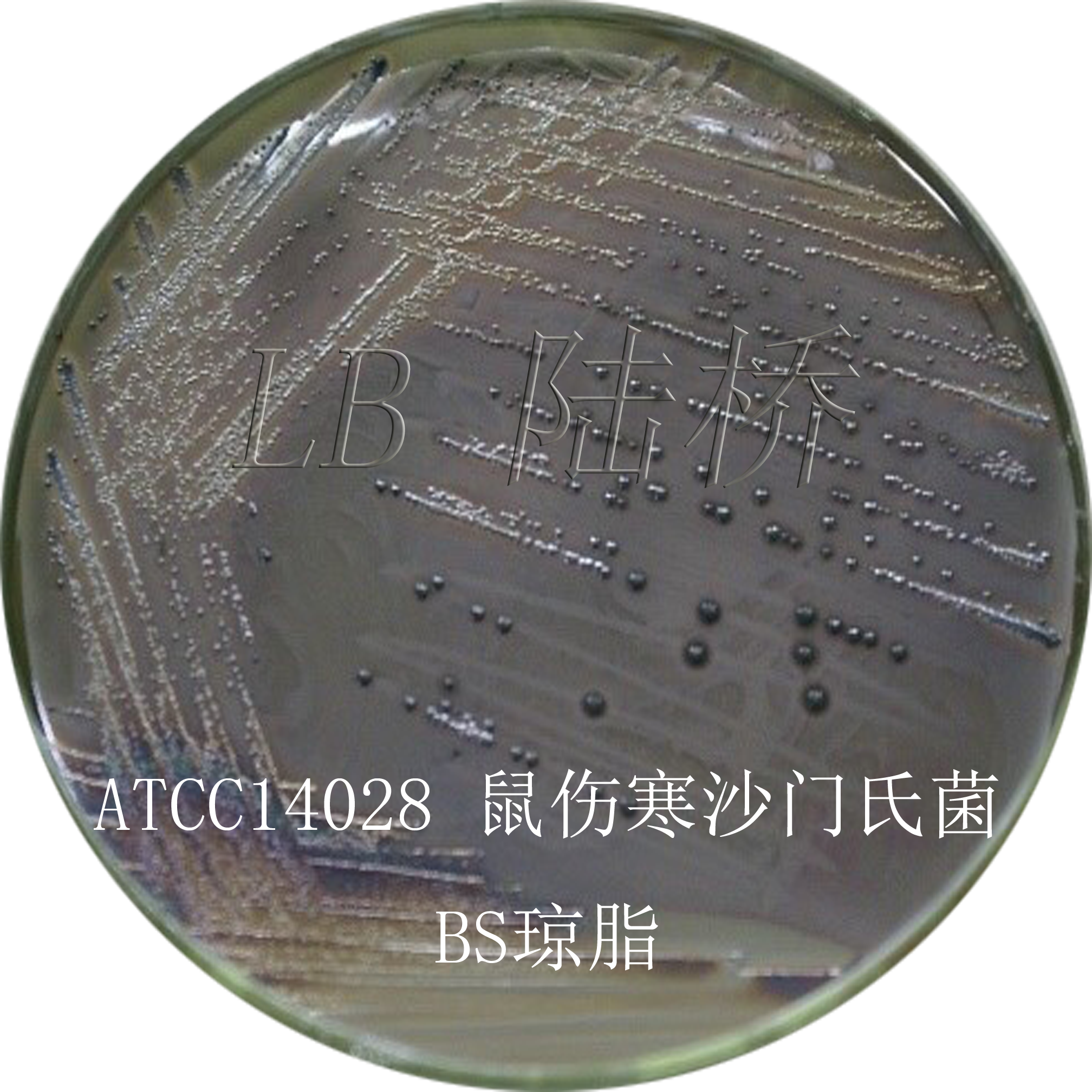 沙門氏菌檢驗流程詳解（二）