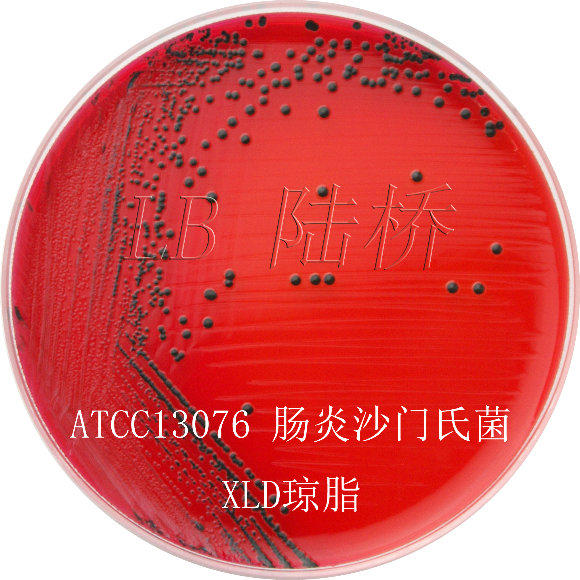 沙門氏菌檢驗流程詳解（二）