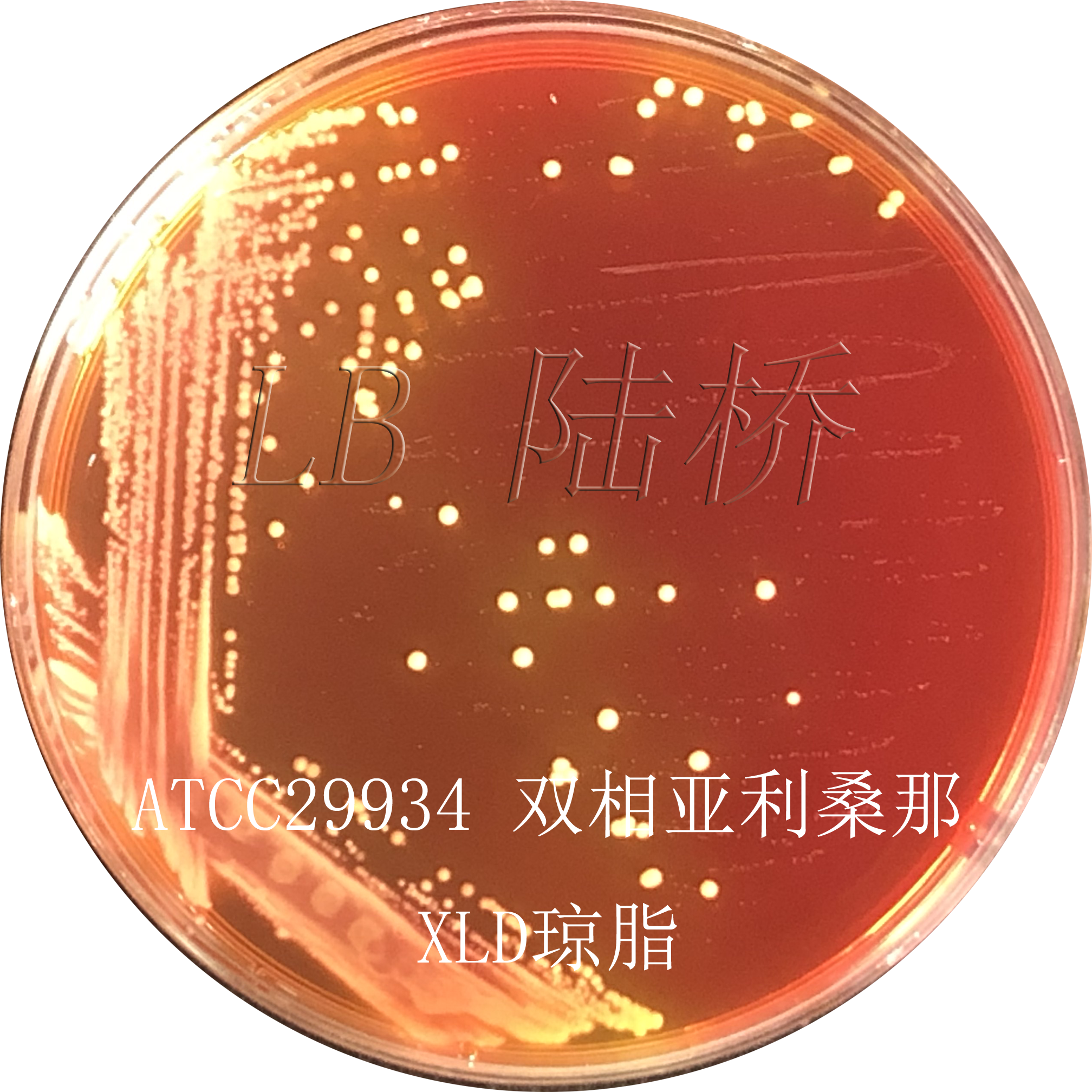 沙門氏菌檢驗流程詳解（二）
