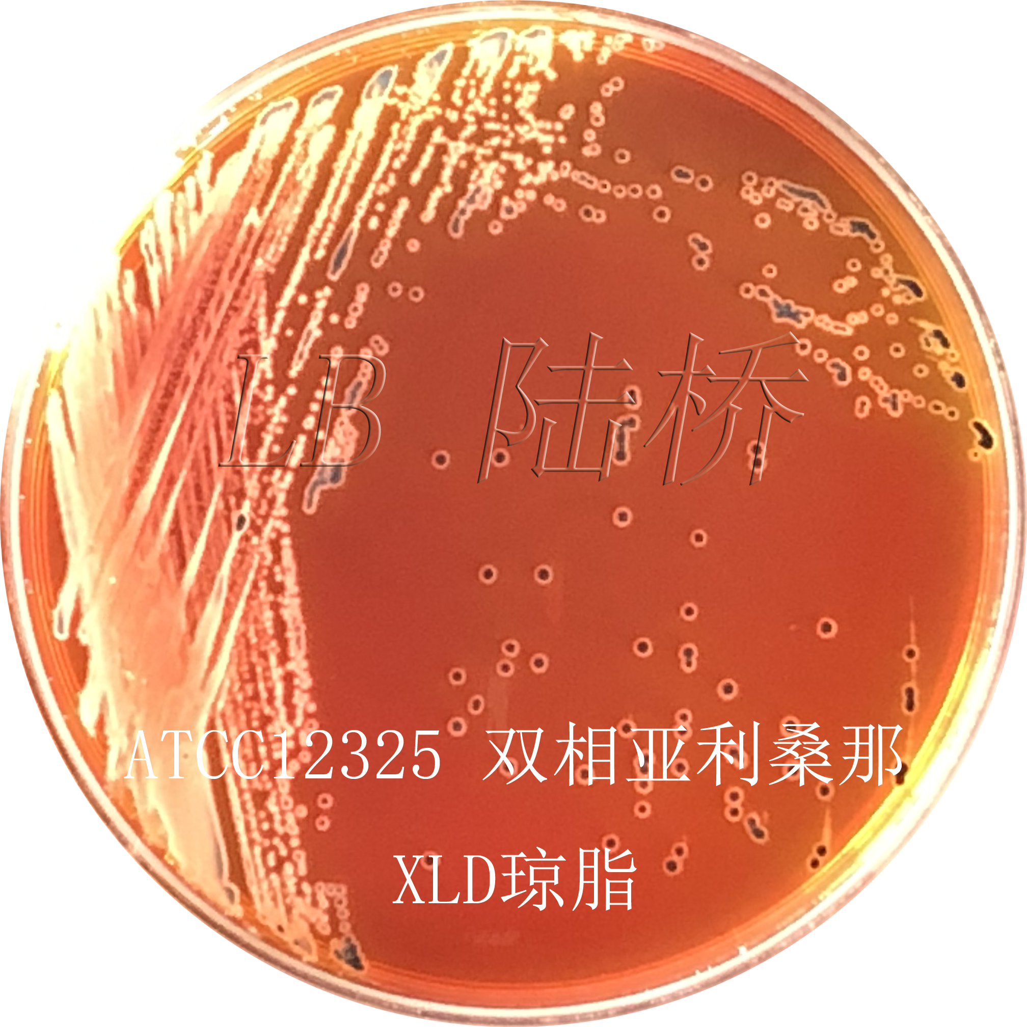 沙門氏菌檢驗流程詳解（二）
