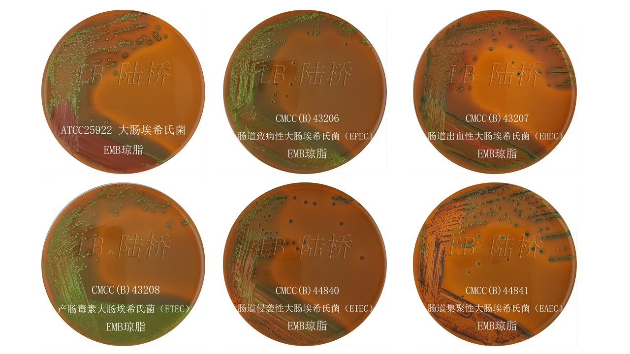 GB4789.6-2016 致瀉大腸埃希氏菌檢驗(yàn)及注意事項(xiàng) GB4789.6-2016 致瀉大腸埃希氏菌檢驗(yàn)及注意事項(xiàng)