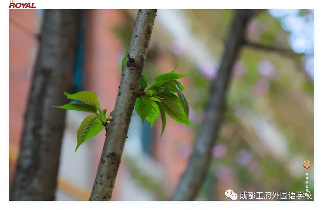 满园春色关不住