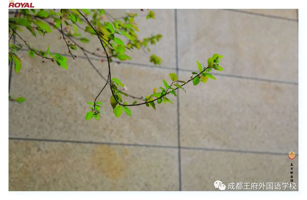 满园春色关不住
