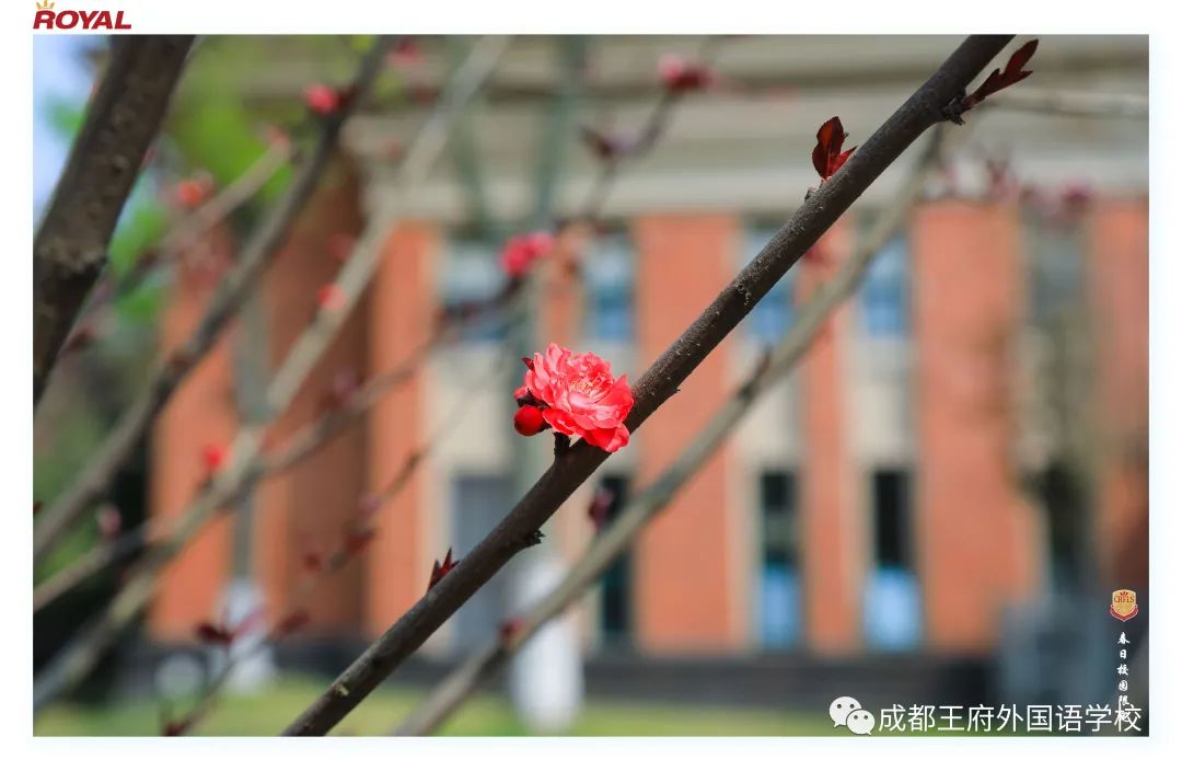满园春色关不住