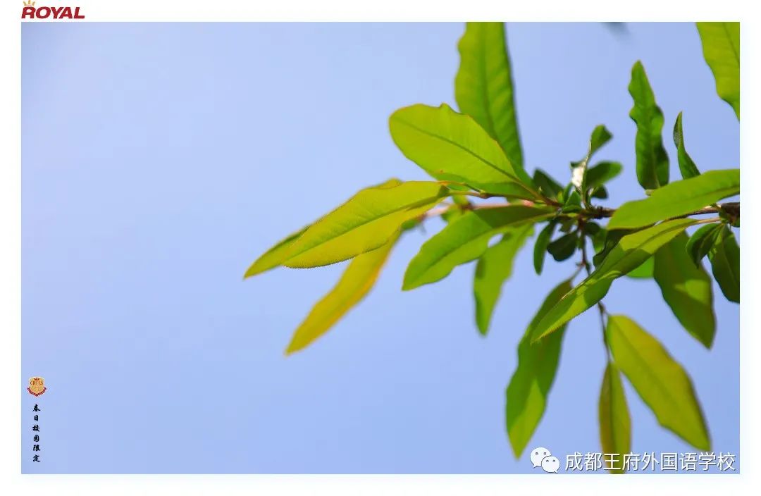 满园春色关不住