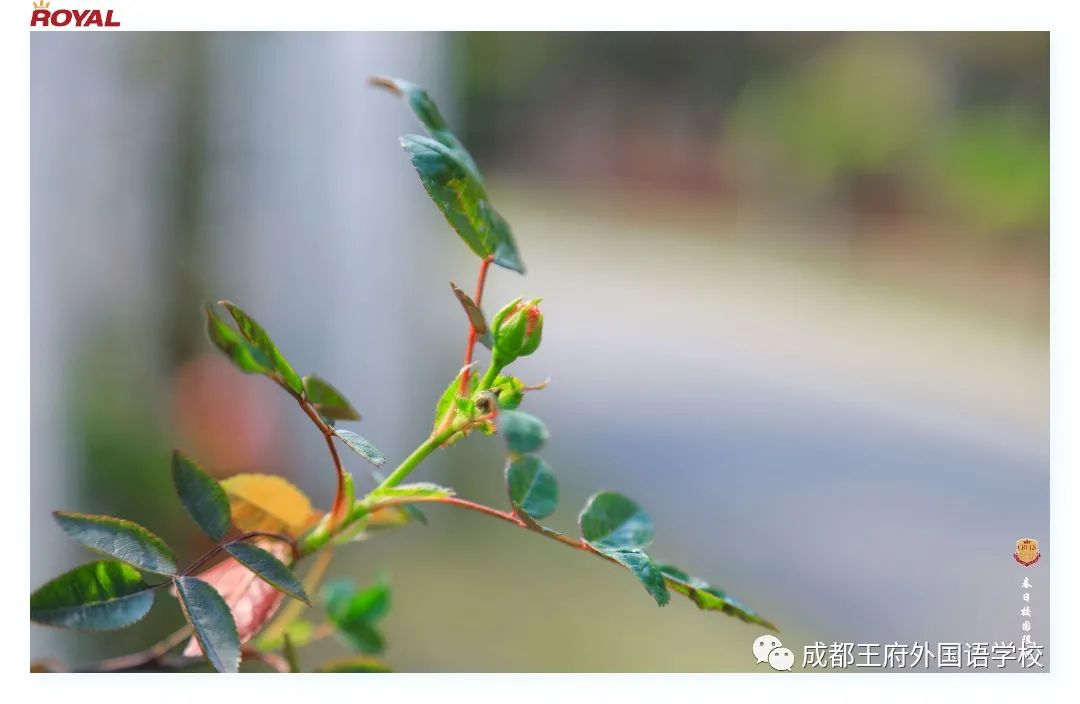 满园春色关不住