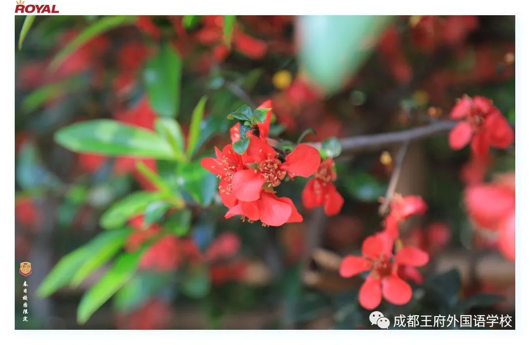 满园春色关不住