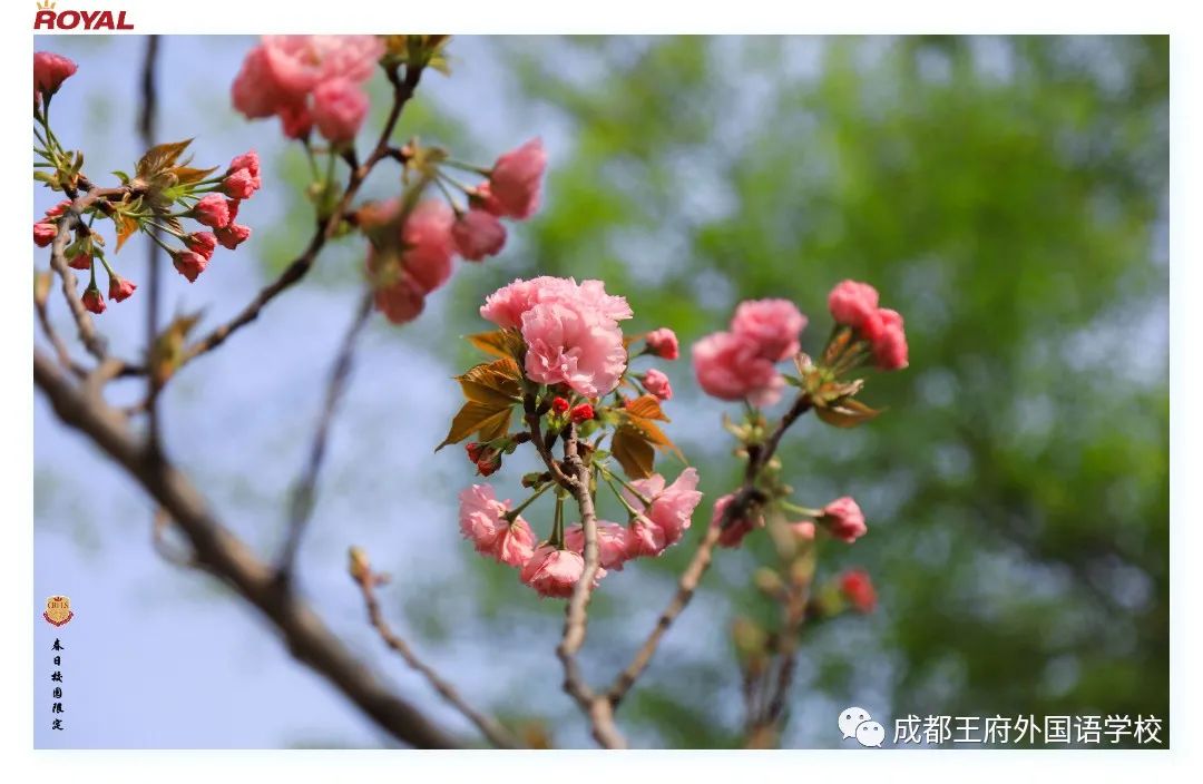 满园春色关不住