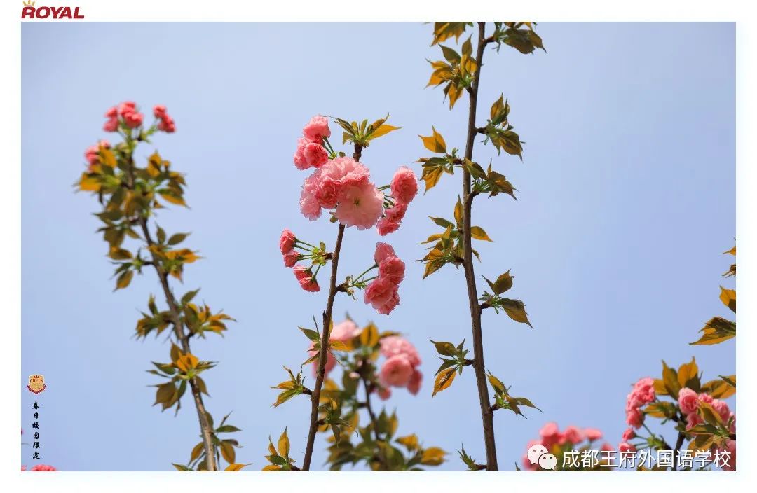 满园春色关不住