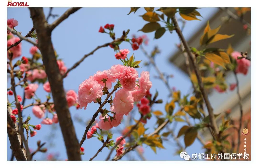 满园春色关不住