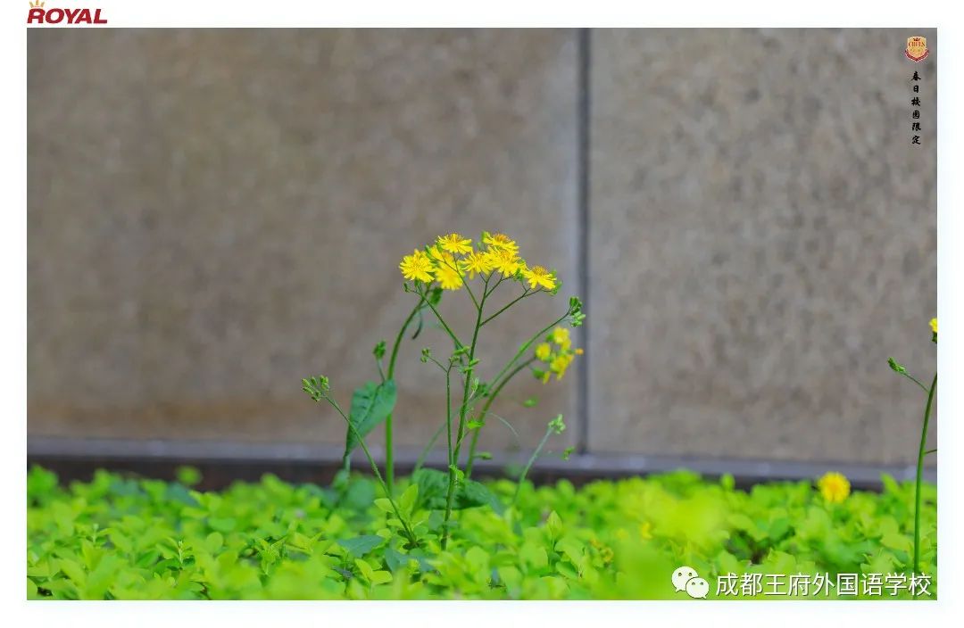 满园春色关不住