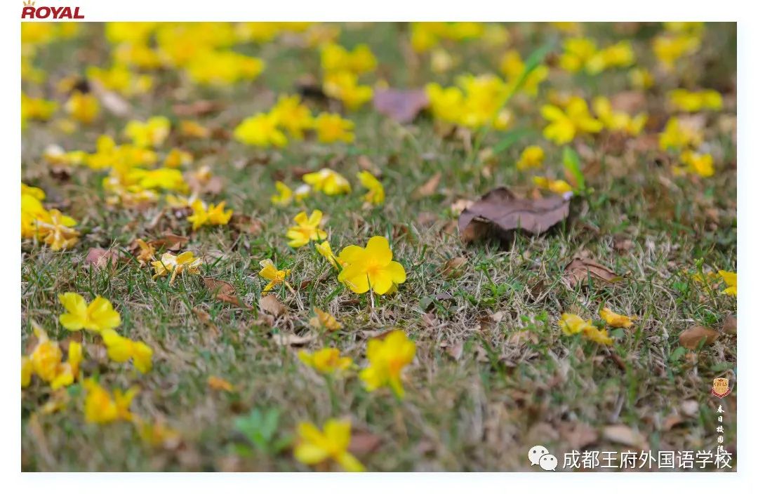 满园春色关不住