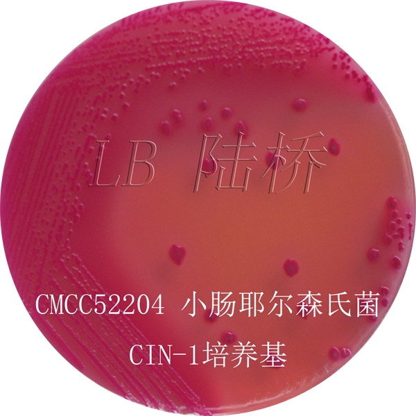 CIN-1培養基-小腸結腸炎耶爾森氏菌  