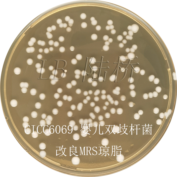 MRS瓊脂-嬰兒雙歧桿菌