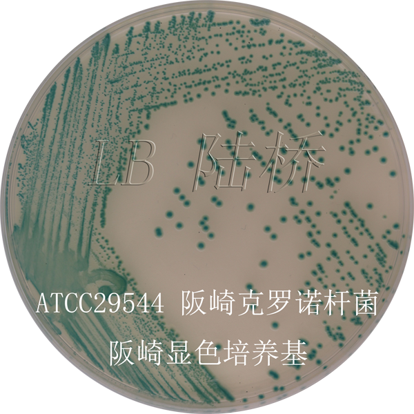 阪崎腸桿菌顯色培養基-阪崎克羅諾桿菌