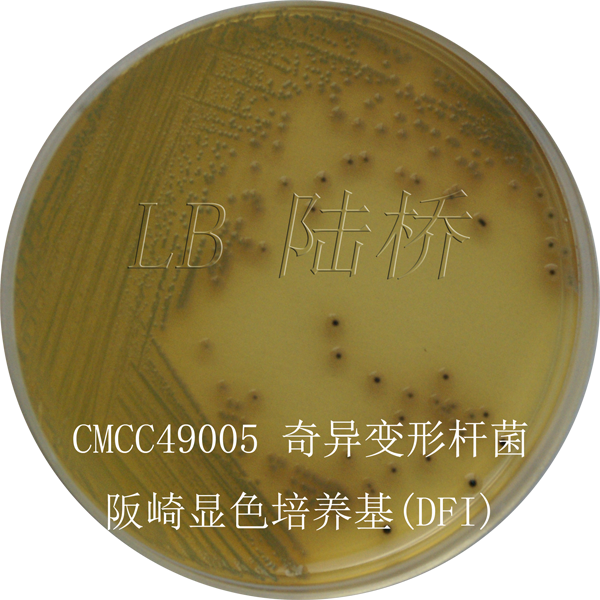 阪崎腸桿菌顯色培養基（DFI）-奇異變形桿菌