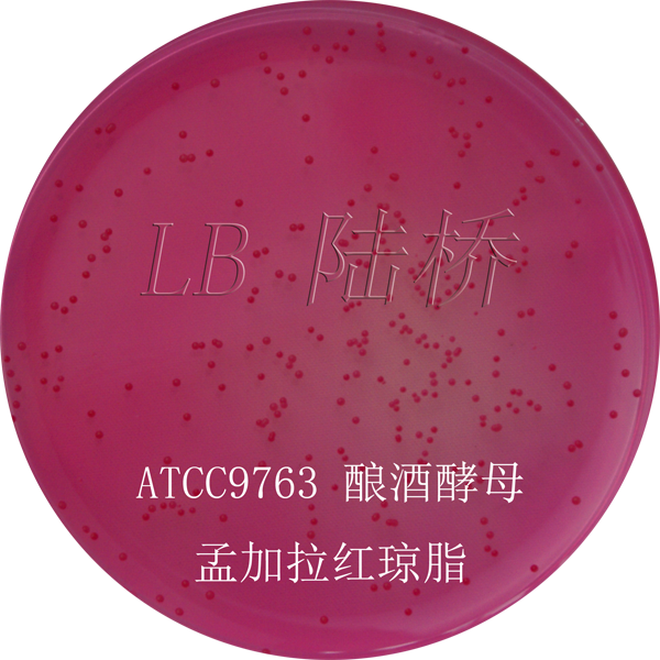 孟加拉紅（虎紅）瓊脂-釀酒酵母
