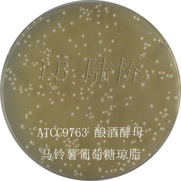 馬鈴薯葡萄糖瓊脂培養基（PDA）-釀酒酵母