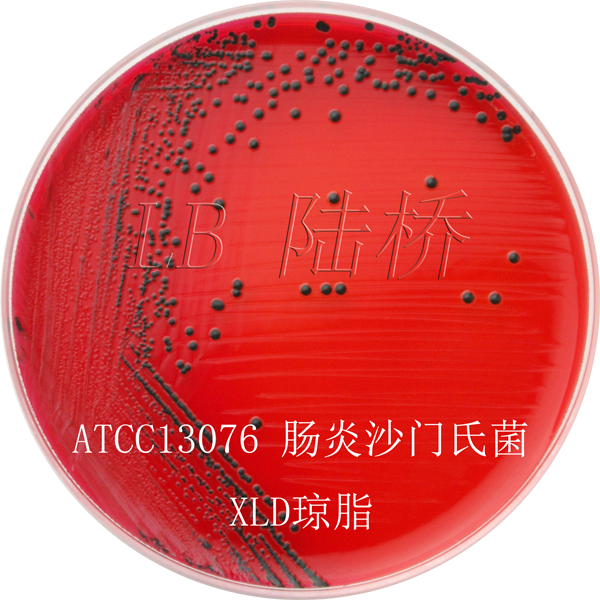 木糖賴(lài)氨酸脫氧膽鹽瓊脂（XLD）-腸炎沙門(mén)氏菌