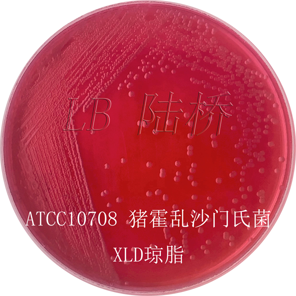木糖賴(lài)氨酸脫氧膽鹽瓊脂（XLD）-豬霍亂沙門(mén)氏菌