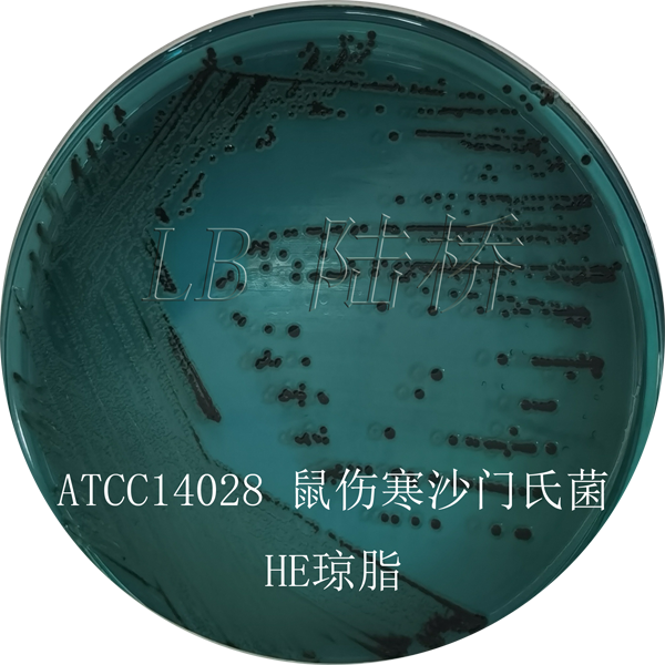HE瓊脂-鼠傷寒沙門(mén)氏菌