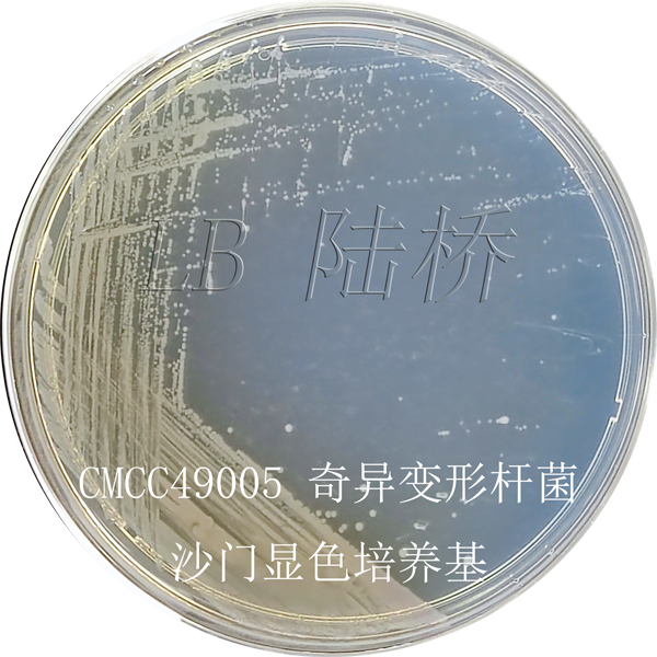 沙門(mén)氏菌顯色培養基-奇異變形桿菌