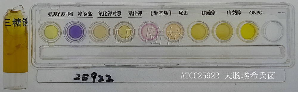 沙門(mén)氏菌干制生化鑒定試劑盒-大腸埃希氏菌