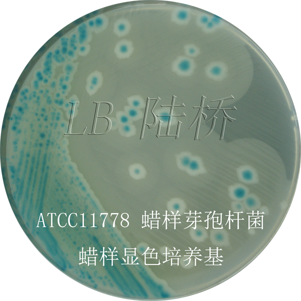 蠟樣芽孢桿菌顯色培養基-蠟樣芽孢桿菌