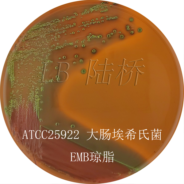 伊紅美藍瓊脂（EMB）-大腸埃希氏菌