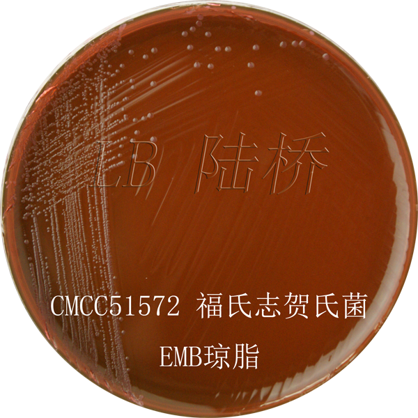 伊紅美藍瓊脂（EMB）-福氏志賀氏菌