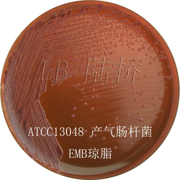 伊紅美藍(lán)瓊脂（EMB）-產(chǎn)氣腸桿菌
