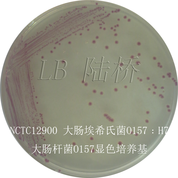 大腸桿菌O157顯色培養基-大腸埃希氏菌O157：H7