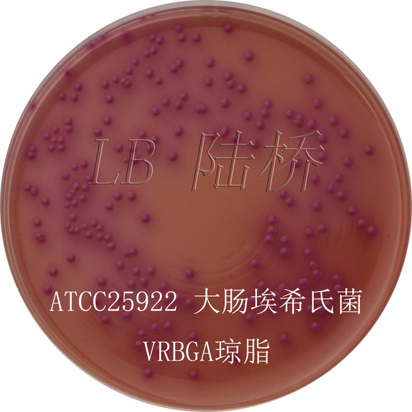 結(jié)晶紫中性紅膽鹽葡萄糖瓊脂（VRBGA）-大腸埃希氏菌