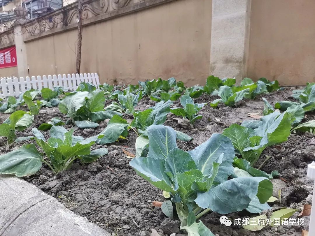 一年之计在于春，王府农耕正当时