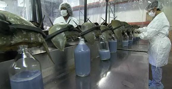 存活了四亿年没有天敌,直到被人类发现,一升血的价格超十万元 存活了四亿年没有天敌,直到被人类发现,一升血的价格超十万元