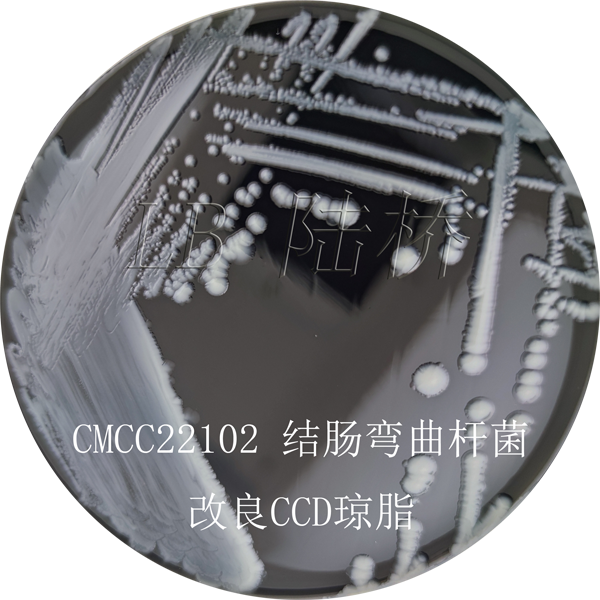 改良CCD瓊脂-結腸彎曲桿菌