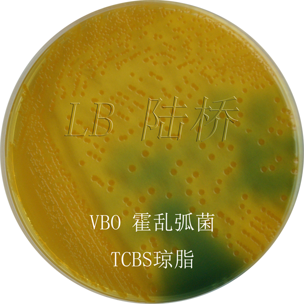 TCBS瓊脂-霍亂弧菌