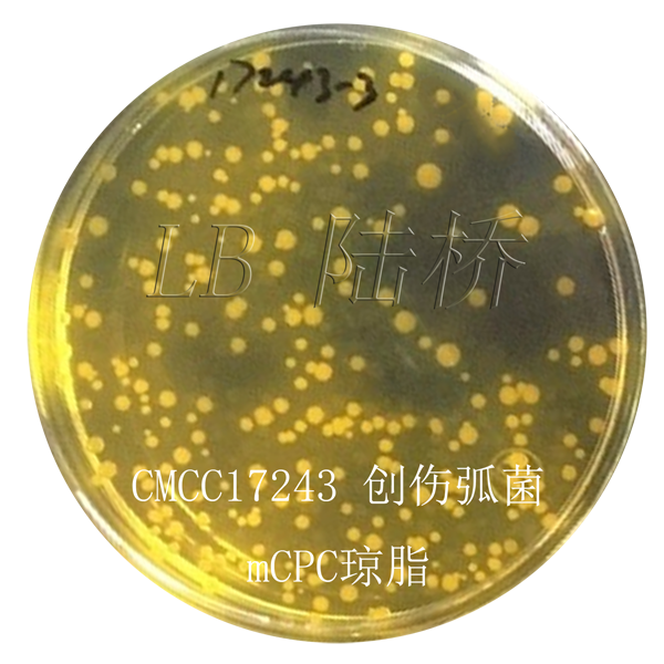 mCPC瓊脂-創(chuàng  )傷弧菌