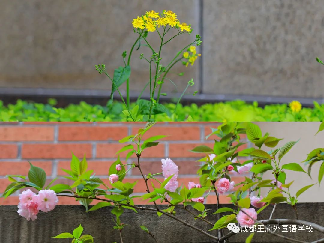 扶贫扶智大凉山，成都王府在行动——西昌幼专师范生实习感悟篇（一）