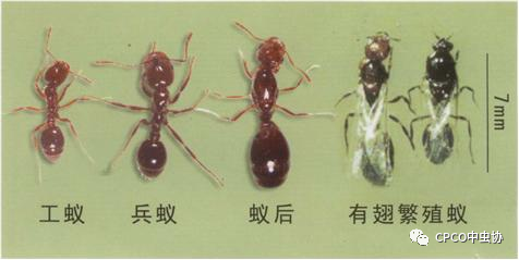 小小蚂蚁竟能致死？警惕战斗力最强的外来入侵物种—红火蚁！