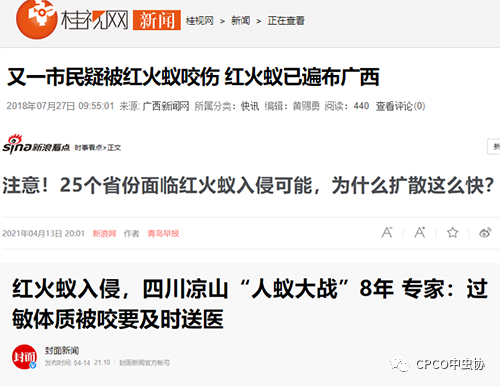 小小蚂蚁竟能致死？警惕战斗力最强的外来入侵物种—红火蚁！
