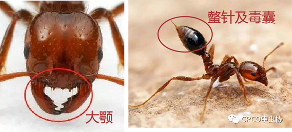 小小蚂蚁竟能致死？警惕战斗力最强的外来入侵物种—红火蚁！