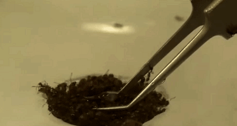 小小蚂蚁竟能致死？警惕战斗力最强的外来入侵物种—红火蚁！